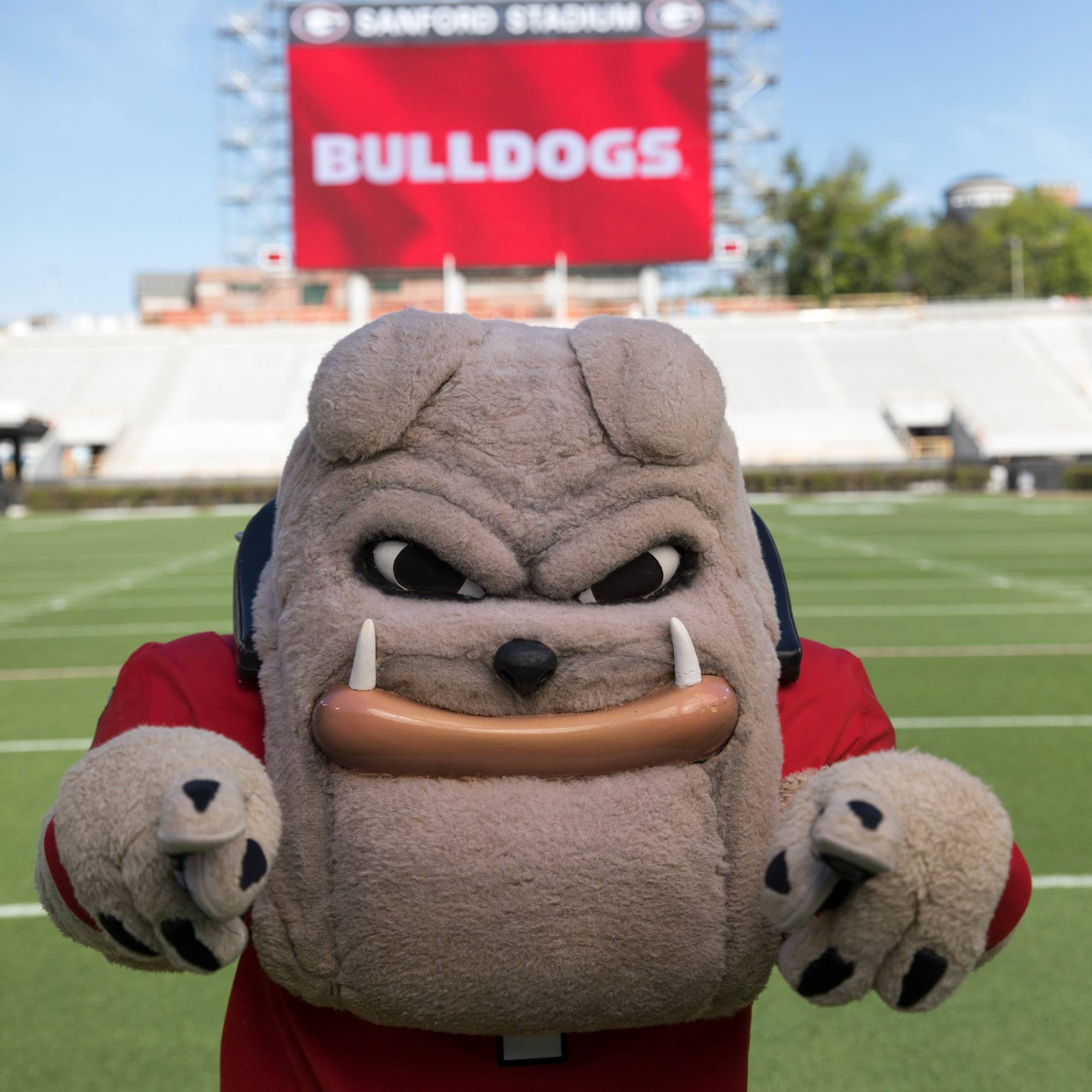 Hairy Dawg Pointing